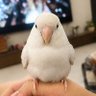 咕咕咕's profile picture
