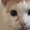 最前線の弾除け 的头像