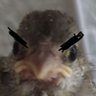 Barón Von Raff profil fotoğrafı