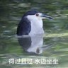 隼洺 的头像