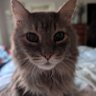 Фото профиля cujo
