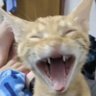 Gohan San 2.0 profil fotoğrafı