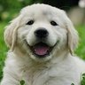 Ramesh's profile picture