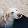 Siloma🐕🐈🐈⬛ profil fotoğrafı