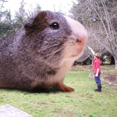 ncitysoup's profile picture