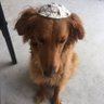 Roustonks's profile picture