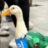 Profilbild von Eduardo