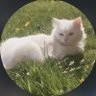 G's profile picture