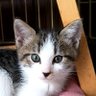 なおくん@’26.5.17仔猫が家族になった profil fotoğrafı