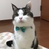 koji's profile picture