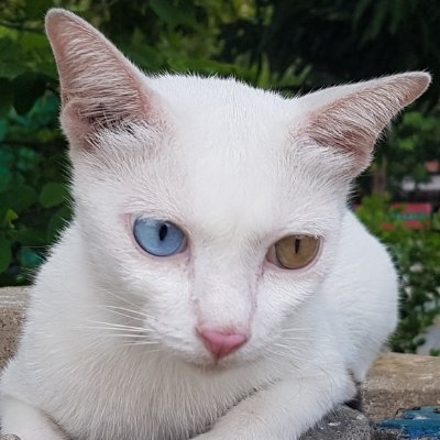 แม่แมว's profile picture