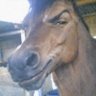 Thatoneguy3434's profile picture