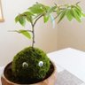 Profilbild von 二葉🐷