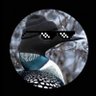 Minnesota Loon goon squad's profile picture