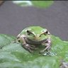 田んぼのカエル 的头像