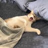 catt's profile picture