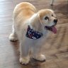 Ivette the vet's profile picture