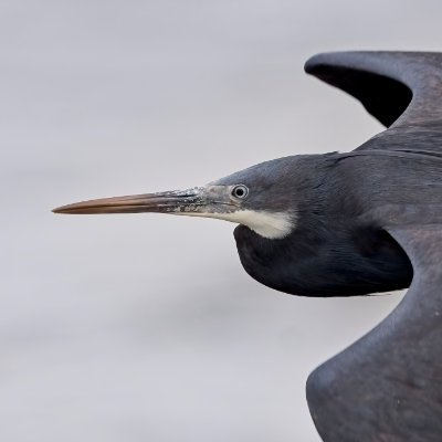 sh4rpy's profile picture