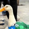 Merlin, the duck profil fotoğrafı