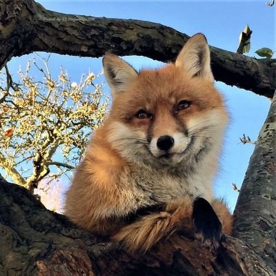 NATURE🌟WOLF🦊's profile picture