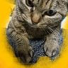 ãã(ã«ã«ããã)'s profile picture