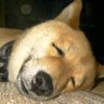 あすの's profile picture