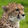 Profilbild von cheetah