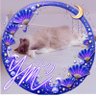 ねこみ profil fotoğrafı
