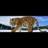 Raja Shahzad pmln's profile picture