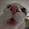 nekocang profil fotoğrafı