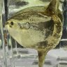 Фото профиля クサビフグ