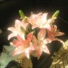 Фото профиля lily 🌷