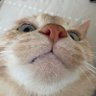 歌織(^_ _^)♪🐾📄🐟🍴's profile picture