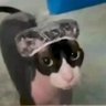 Profilbild von tikitoki