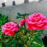 أتراكسيا نوال🦩 profil fotoğrafı