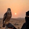 جود الزهراني's profile picture