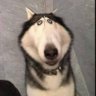 𝗣𝘀𝘆🐾サイ profil fotoğrafı
