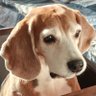 Beagle Boy profil fotoğrafı