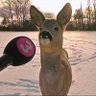 🦌 profil fotoğrafı