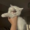 Dobby 🇳🇱 的头像