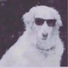 TheDogfather's profile picture
