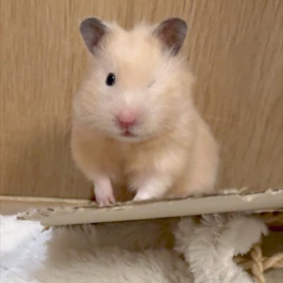 اجوئ الحصريات's profile picture