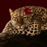 بلوقر فاتن 🐆❣️ 的头像