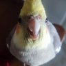 irritatedbirb 的头像