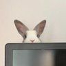 Yoshi/Amity's profile picture
