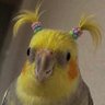 Profilbild von Aracu!!!