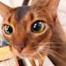 Eureka sheng profil fotoğrafı