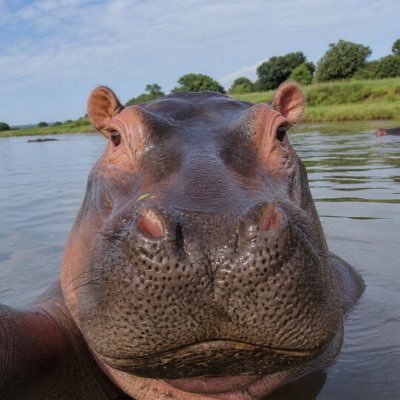 hippocrise's profile picture