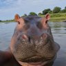 hippo✯ profil fotoğrafı