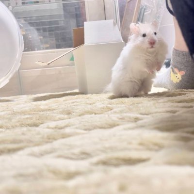 المثالي's profile picture